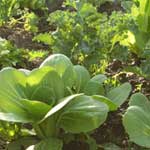 Five tips on growing your own food