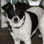 It’s buyer beware with pet ads on Craigslist