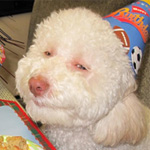 The Internet was invented to show me dogs