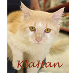 Animal Control Adoptables: Please helps us find these dogs and cats a great home