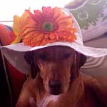 The Fur Children Follies: Marley is ready for spring