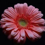 Hope at the Center: Poetry Show on Thursday 4/15
