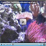 Only in Lansing: Preuss Pets helps us understand the impact of the oil spill
