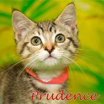 Animal Shelter Adoptables: Beagles & kitties galore