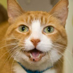 Animal Shelter Adoptables: Vinnie, Nigel, Simon, Angelo & Millie