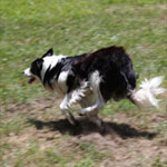 Ag Expo 2010: Stock dogs put on a show