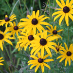 Poem/a/Day: Seconds by Debbie Diesen