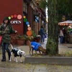 Doggie Halloween trick or treating in Old Town