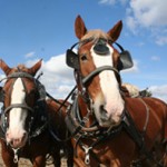 Great Lakes Draft Horse Show at MSU