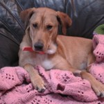 Our dog Angel came to us from the Capital Area Humane Society - perhaps the best investment we ever made