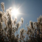 Monday Moanin’ – Christmas comes early, corn is late & other musings