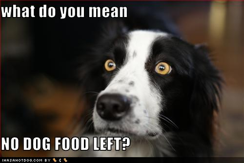 funny pictures of dogs with captions