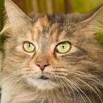 Animal Control Adoptables: A baker’s dozen dogs and cats eager to find a new home