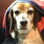 Fur Children Follies: Charlie the Towelhead Beagle