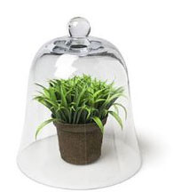 glass cloche
