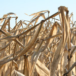 Too bad Governor Granholm caved on the “Meatout” – our food system is broken
