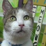 Gimme Shelter: Animal Control’s new philosophy