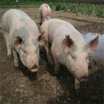 Over-reaction to author Michael Pollan prompts a closer look at our food systems