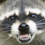 Poem/a/Day: Killer Raccoons at Sleeping Bear Dunes by Robert Fanning