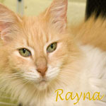 Animal Control Adoptables: Woofer Walk and ten kitties need homes