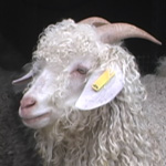 Bridget Patricks Lucky Goat Happy Ewe Fiber Farm