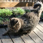 Hoophouse Update: Making your own soil blocks