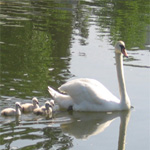 Poem/a/Day: The Swan by Randall (Red Eye Reader) Glumm