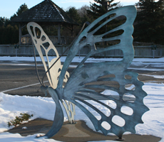 butterfly