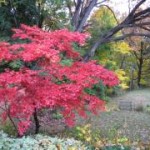 Lovely as a tree