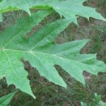 Hogweed leaf