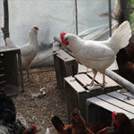 Worried about salmonella in eggs? Raise your own chickens
