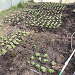 Hoophouse Update: Planting greens for winter harvest