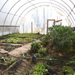 Hoophouse Update: New crops coming on strong