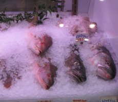 fish 230