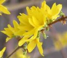 Poem/a/day: Pure Spring