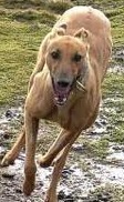 greyhound150