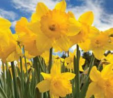 daffodil230