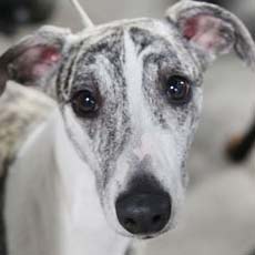 The Whippet