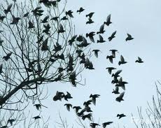 Day 16: Poem/a/Day: Invasion of the poetry birds