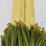 Corpse Flower close to full bloom at MSU