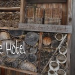 How we can help save the bees in our own yards